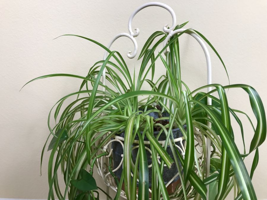 Two-Tier Plant Stand With Plants [Photo 3]