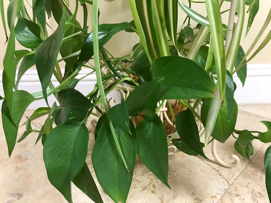 Two-Tier Plant Stand With Plants [Photo 4]