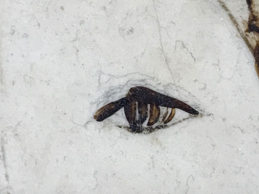 Vintage 1975 Gustavo Valenzuela Portrait Painting Signed Lower Right Mexican Modernist Painter Hermosillo, Sonora [Photo 13]