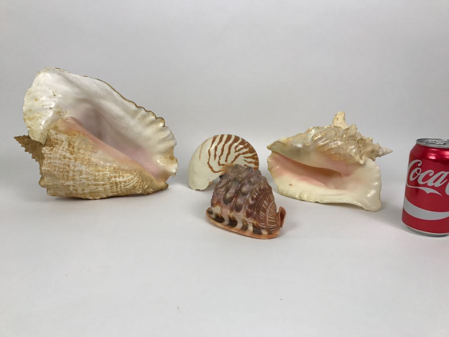 Various Seashells Including Conch Shells