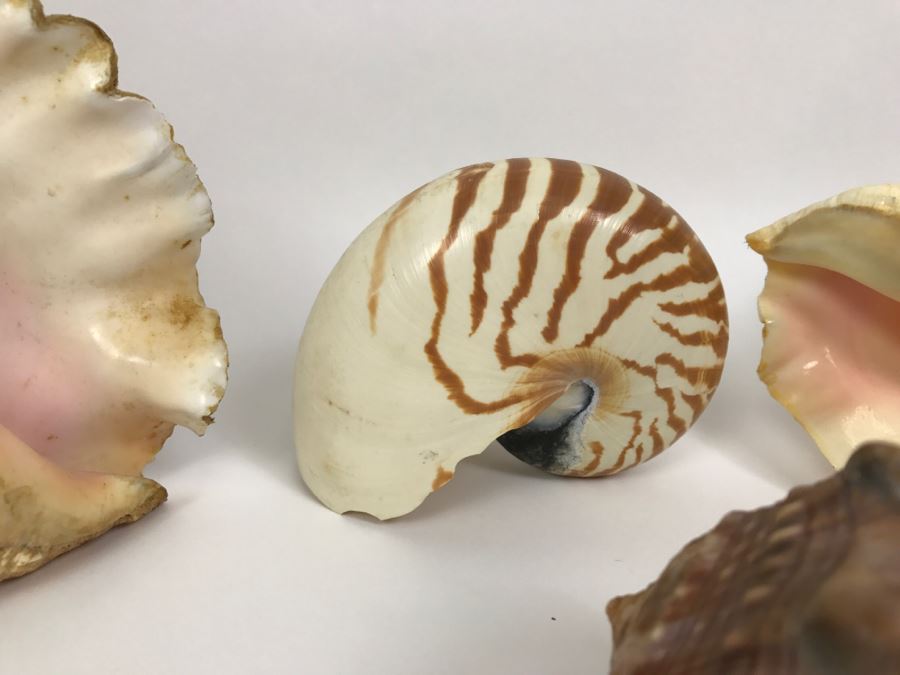 Various Seashells Including Conch Shells [Photo 4]
