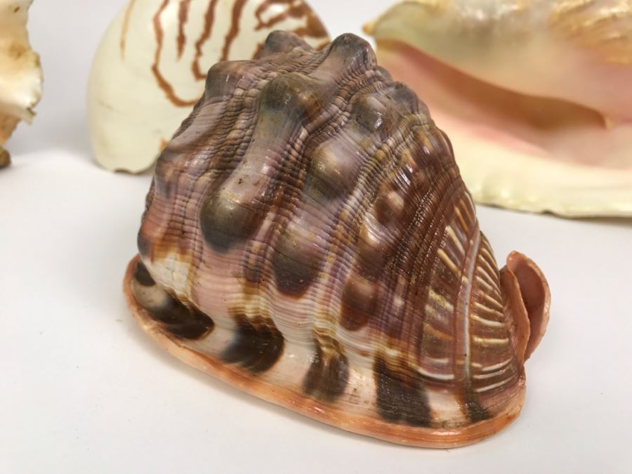 Various Seashells Including Conch Shells [Photo 5]