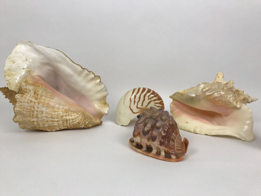 Various Seashells Including Conch Shells [Photo 2]