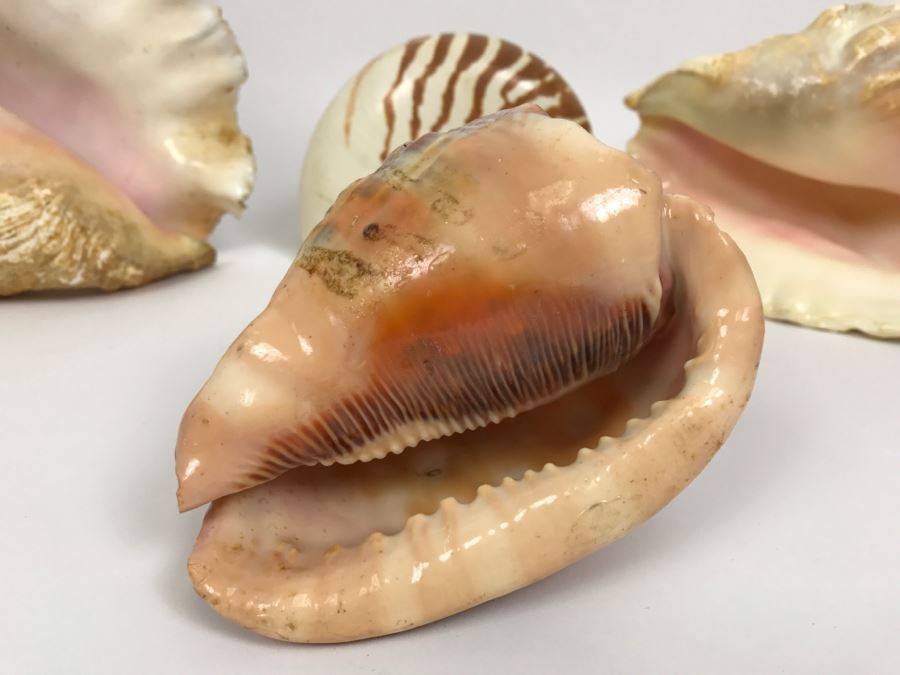 Various Seashells Including Conch Shells [Photo 8]