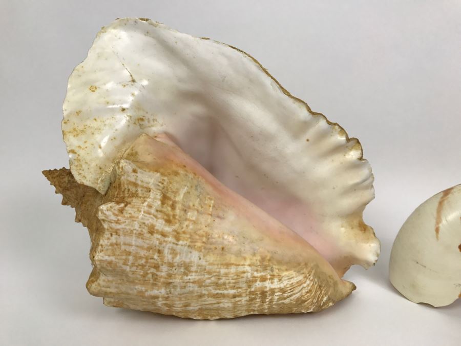 Various Seashells Including Conch Shells [Photo 3]