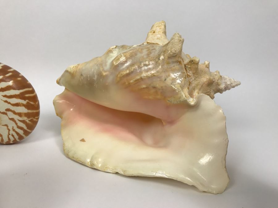 Various Seashells Including Conch Shells [Photo 6]