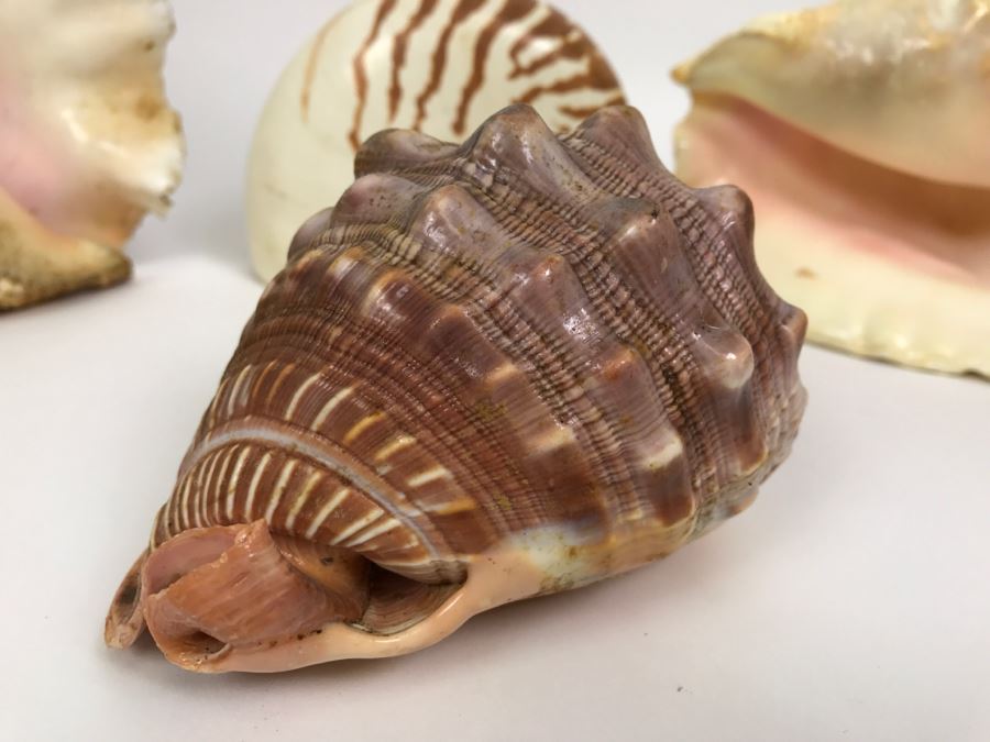 Various Seashells Including Conch Shells [Photo 7]