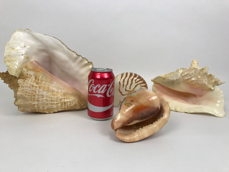 Various Seashells Including Conch Shells [Photo 9]