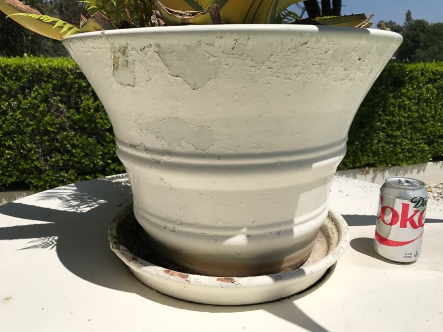 Large Potted Cactus Plant [Photo 6]