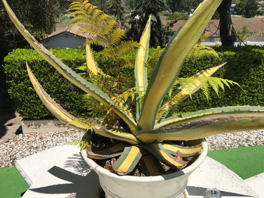 Large Potted Cactus Plant [Photo 3]