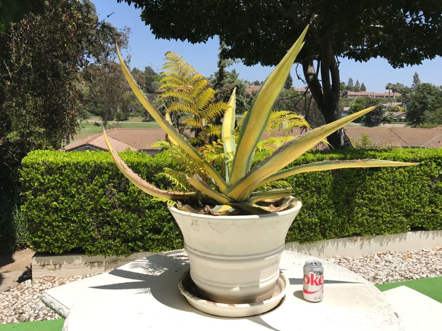 Large Potted Cactus Plant [Photo 2]