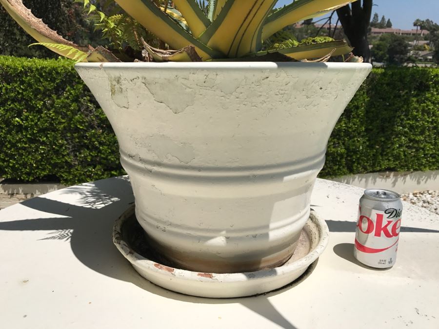 Large Potted Cactus Plant [Photo 4]