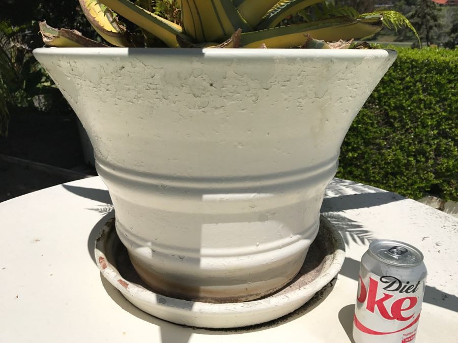 Large Potted Cactus Plant [Photo 7]