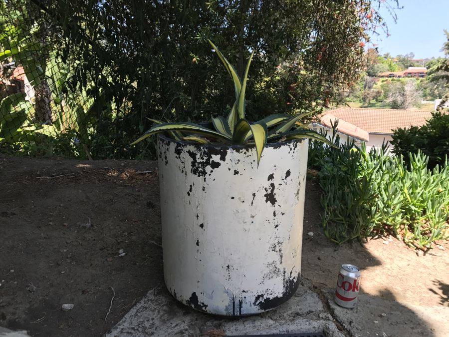 Large Architectural Outdoor Planter Pot Painted White With Cactus Plant