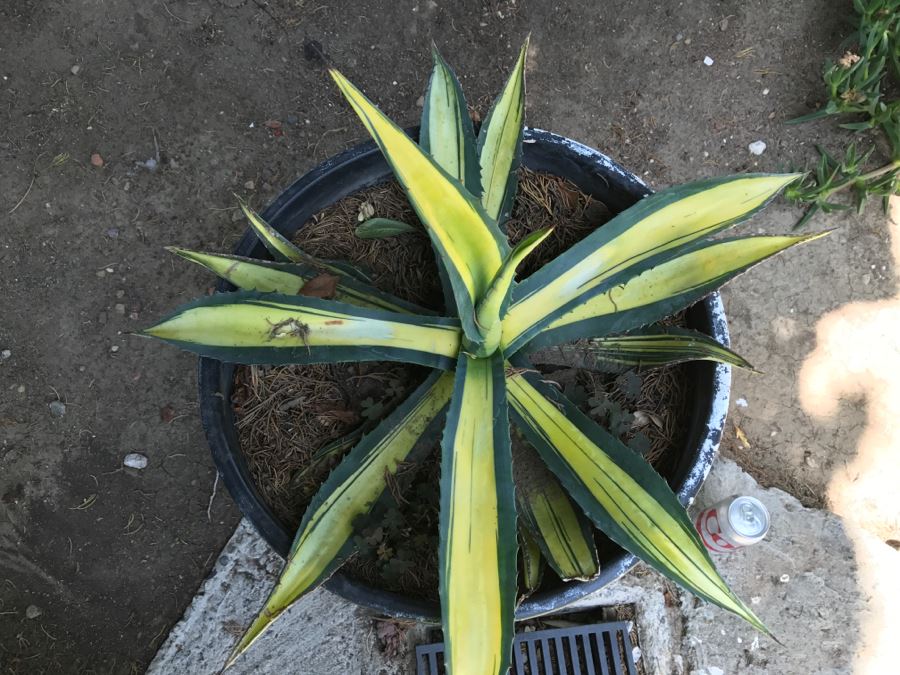 Large Architectural Outdoor Planter Pot Painted White With Cactus Plant [Photo 4]