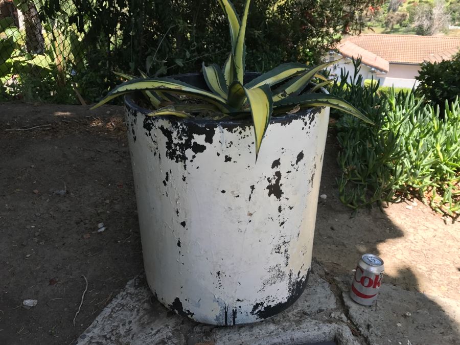 Large Architectural Outdoor Planter Pot Painted White With Cactus Plant [Photo 3]