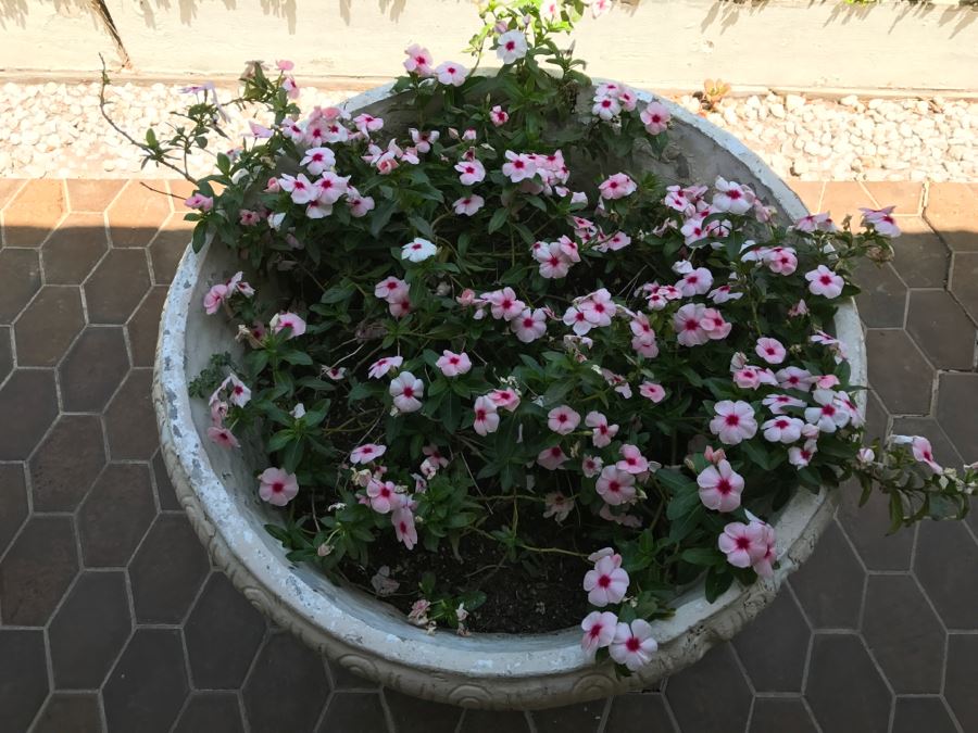 Large Vintage White Outdoor Planter Pot With Lion Head And Plants [Photo 4]