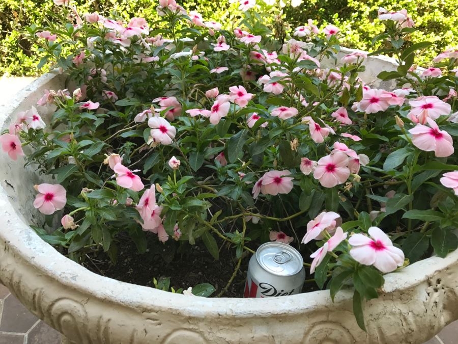 Large Vintage White Outdoor Planter Pot With Lion Head And Plants [Photo 7]