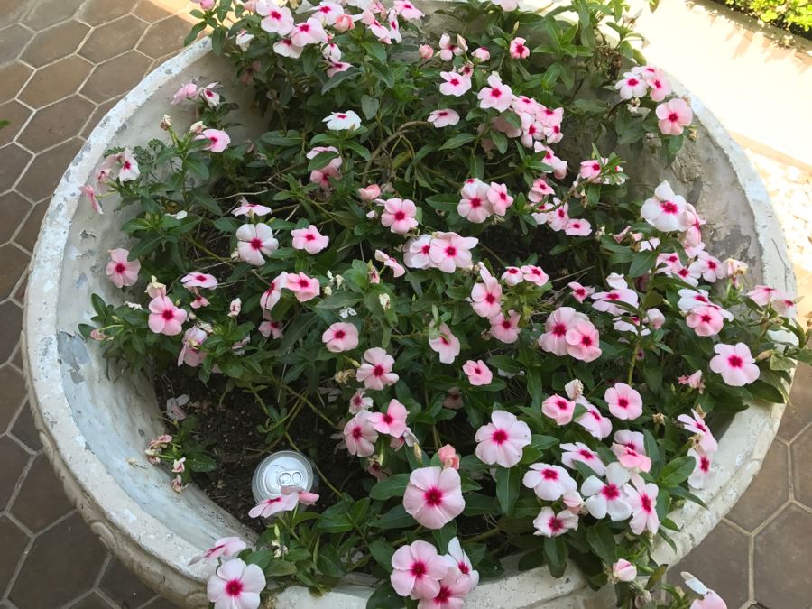 Large Vintage White Outdoor Planter Pot With Lion Head And Plants [Photo 6]