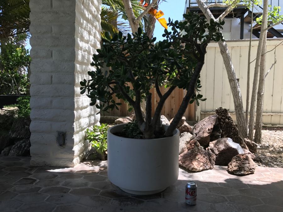 Gainey Ceramics Large Architectural Outdoor Planter Pot White With Jade Plant [Photo 3]