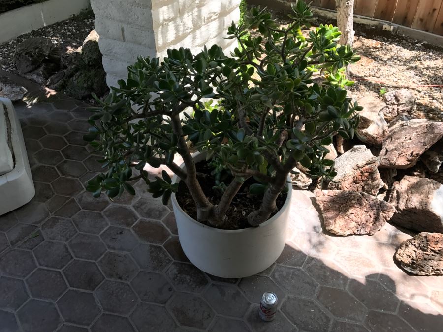 Gainey Ceramics Large Architectural Outdoor Planter Pot White With Jade Plant [Photo 6]