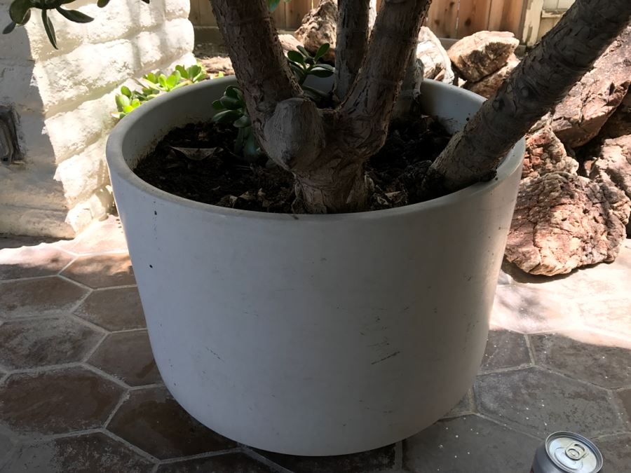 Gainey Ceramics Large Architectural Outdoor Planter Pot White With Jade Plant [Photo 5]