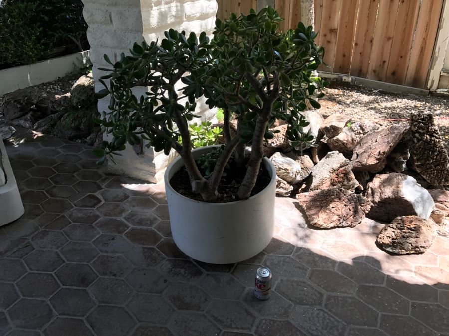 Gainey Ceramics Large Architectural Outdoor Planter Pot White With Jade Plant [Photo 7]