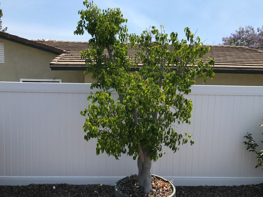 Large Braided Trunk Potted Ficus Tree Plant