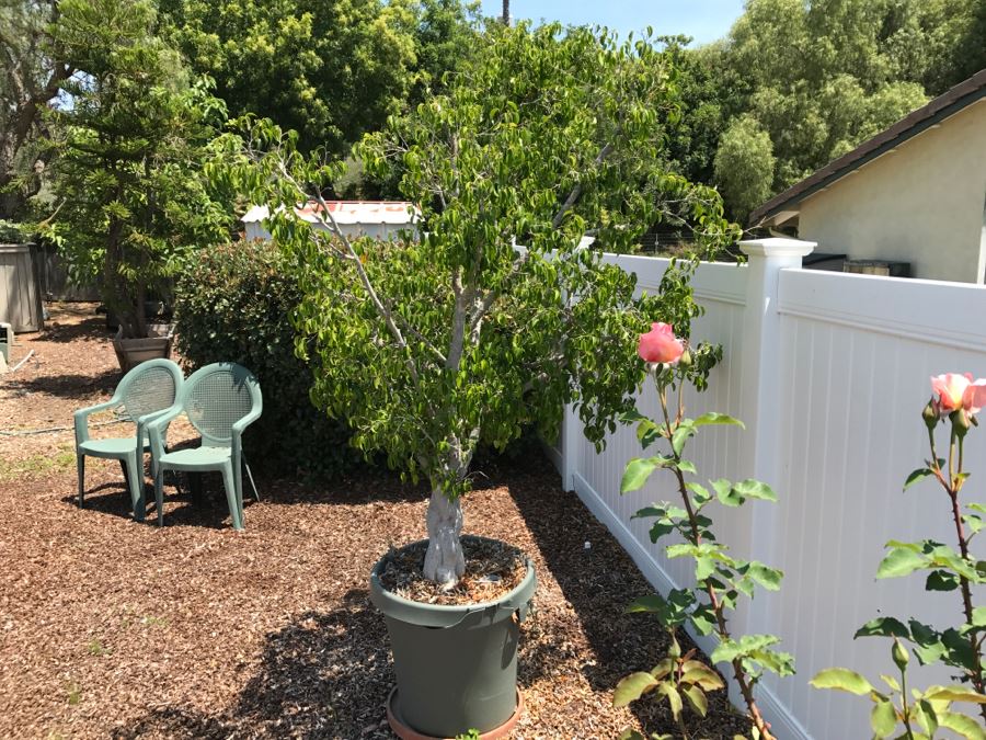 Large Braided Trunk Potted Ficus Tree Plant