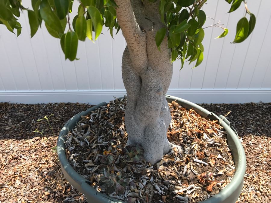 Large Braided Trunk Potted Ficus Tree Plant