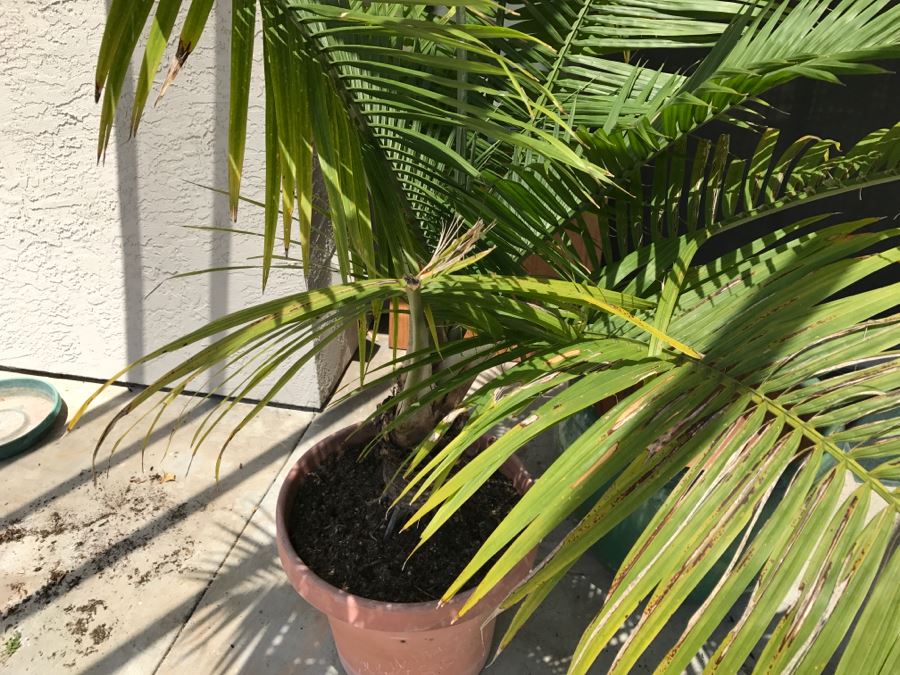 Potted Palm And Large Green Pot [Photo 2]