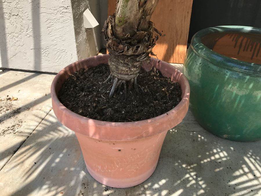 Potted Palm And Large Green Pot [Photo 3]