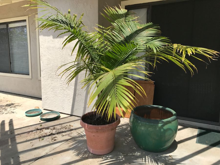 Potted Palm And Large Green Pot