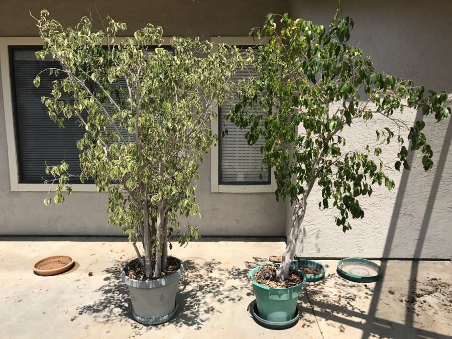 (2) Large 6' Potted Ficus Trees [Photo 2]