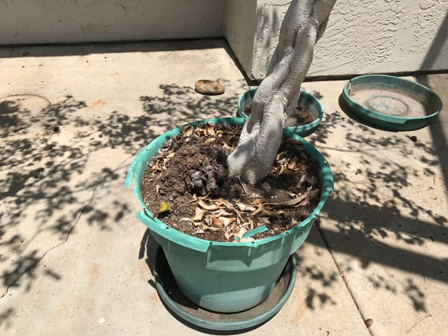 (2) Large 6' Potted Ficus Trees [Photo 4]