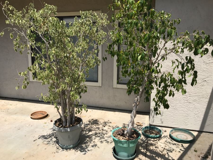 (2) Large 6' Potted Ficus Trees [Photo 1]