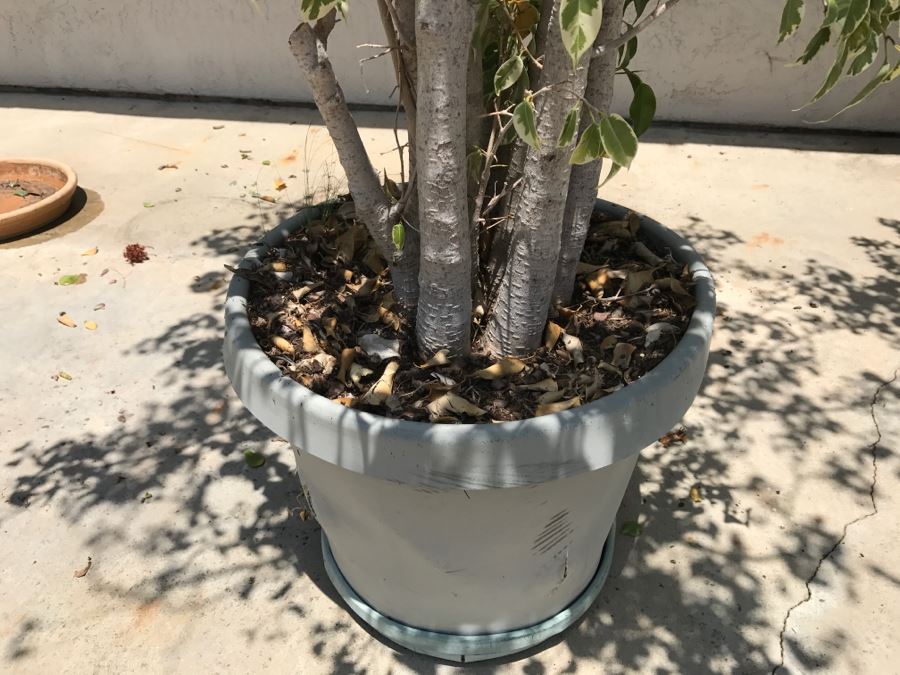 (2) Large 6' Potted Ficus Trees [Photo 3]