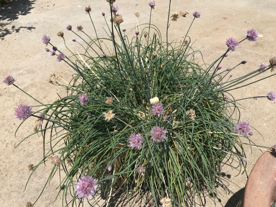 Set Of Pottery Plus Potted Plant [Photo 9]