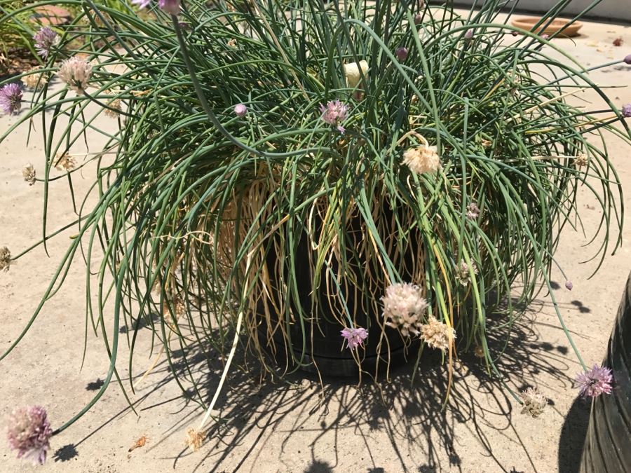 Set Of Pottery Plus Potted Plant [Photo 10]