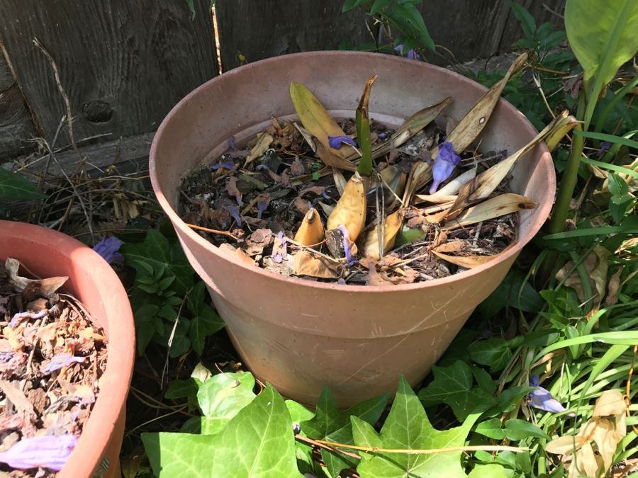 Potted Plants And Clay Pottery (Total Of 8) [Photo 8]