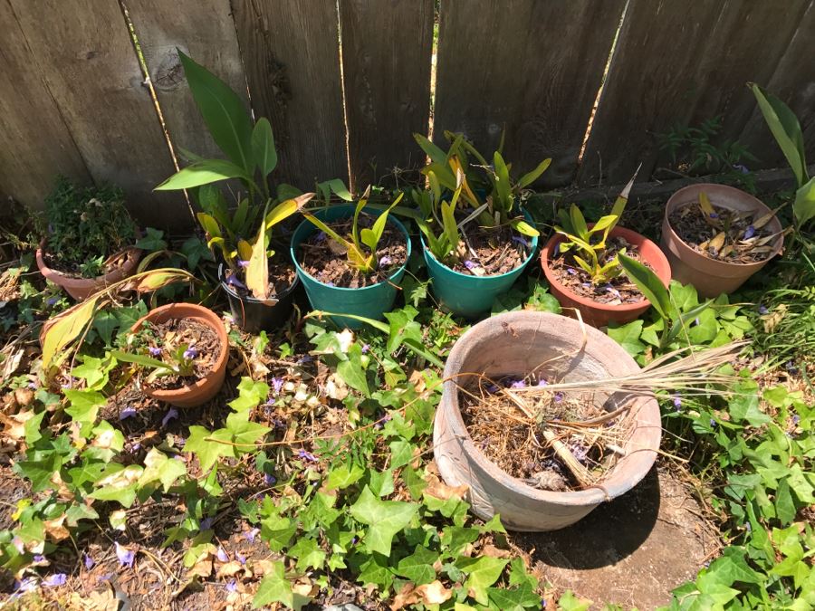Potted Plants And Clay Pottery (Total Of 8)