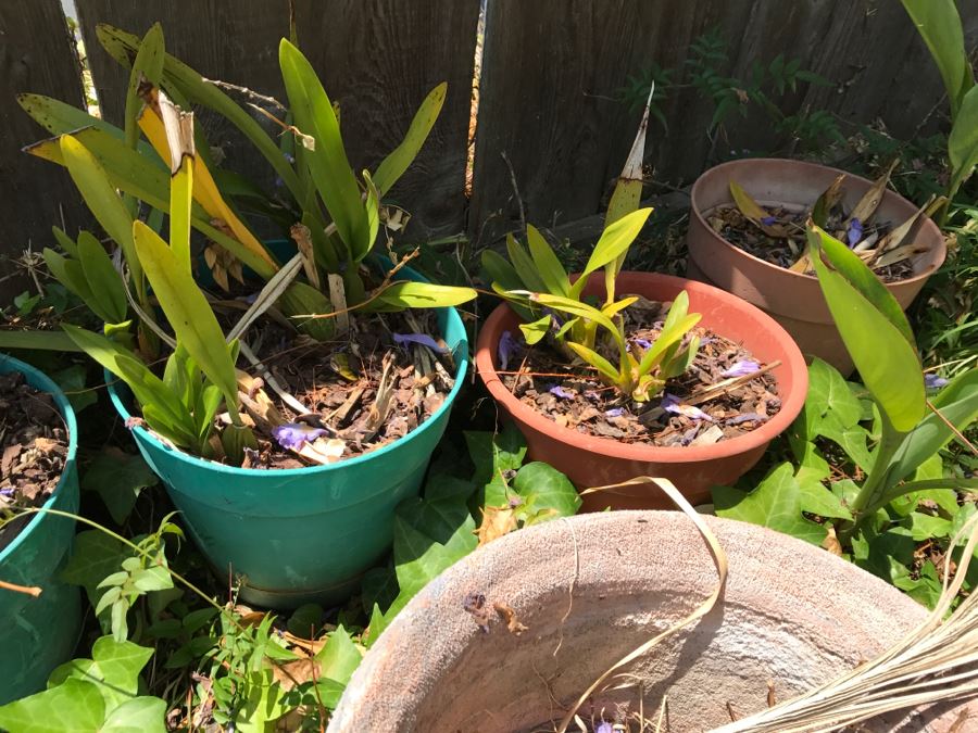 Potted Plants And Clay Pottery (Total Of 8) [Photo 5]