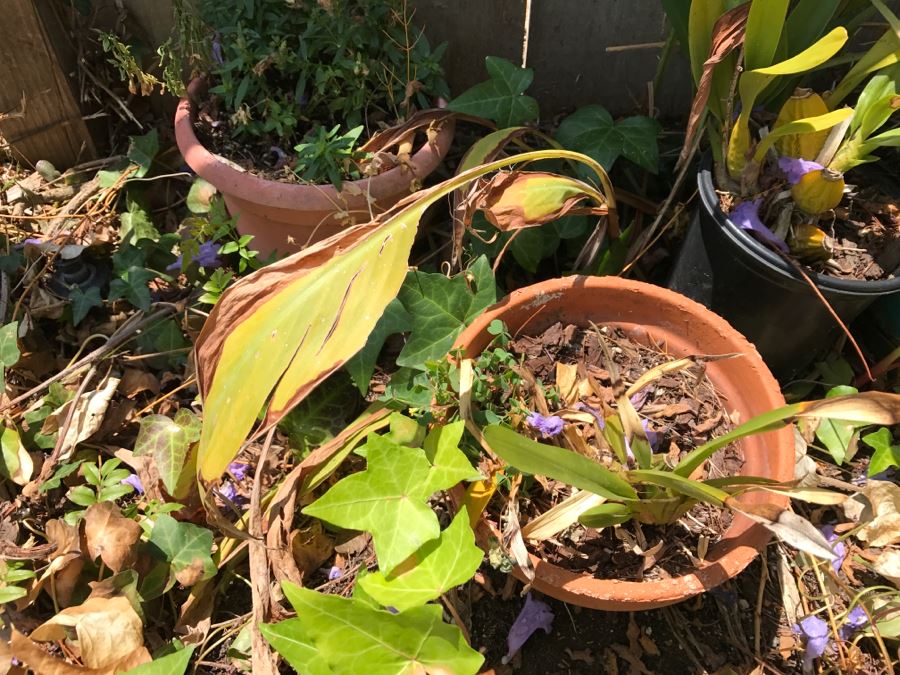 Potted Plants And Clay Pottery (Total Of 8) [Photo 2]