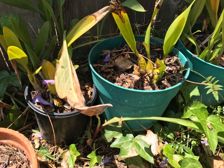 Potted Plants And Clay Pottery (Total Of 8) [Photo 4]