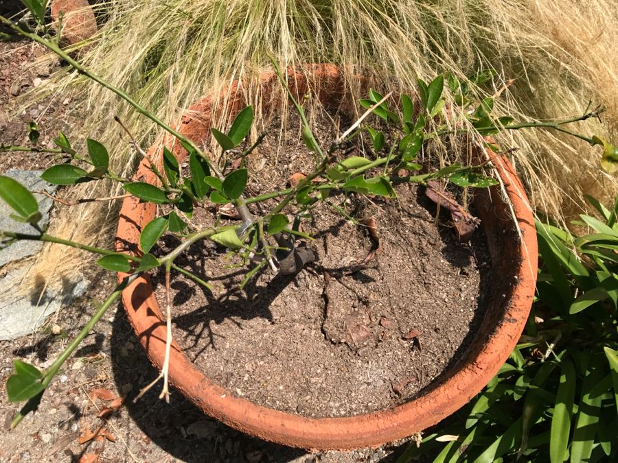 Potted Lemon Plant In Clay Pot [Photo 3]
