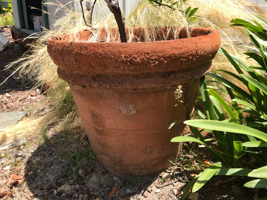 Potted Lemon Plant In Clay Pot [Photo 2]