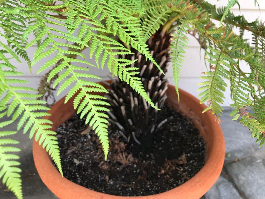Potted 4' Fern [Photo 3]