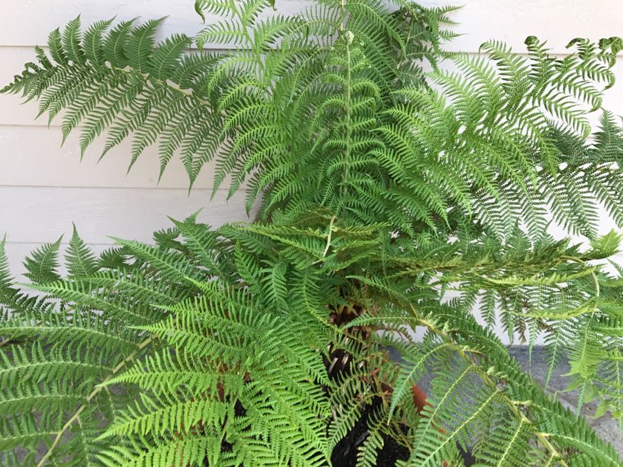 Potted 4' Fern [Photo 4]