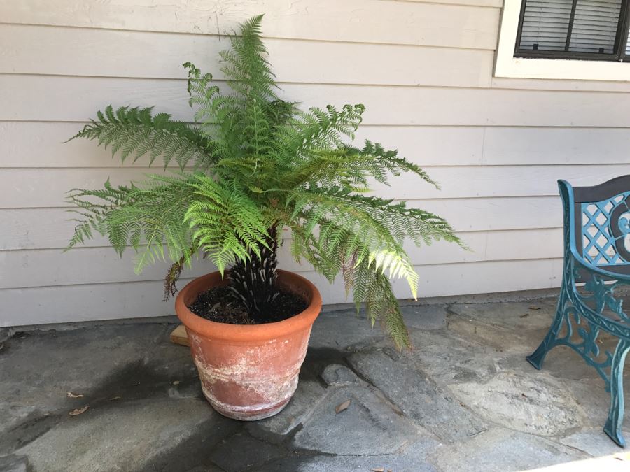 Potted 4' Fern