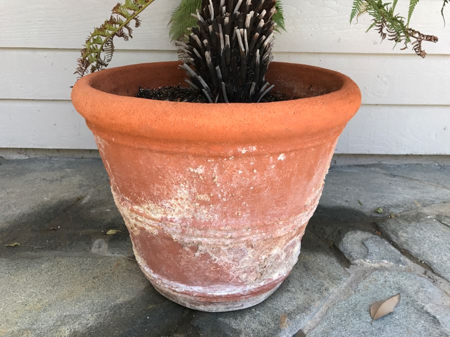 Potted 4' Fern [Photo 5]